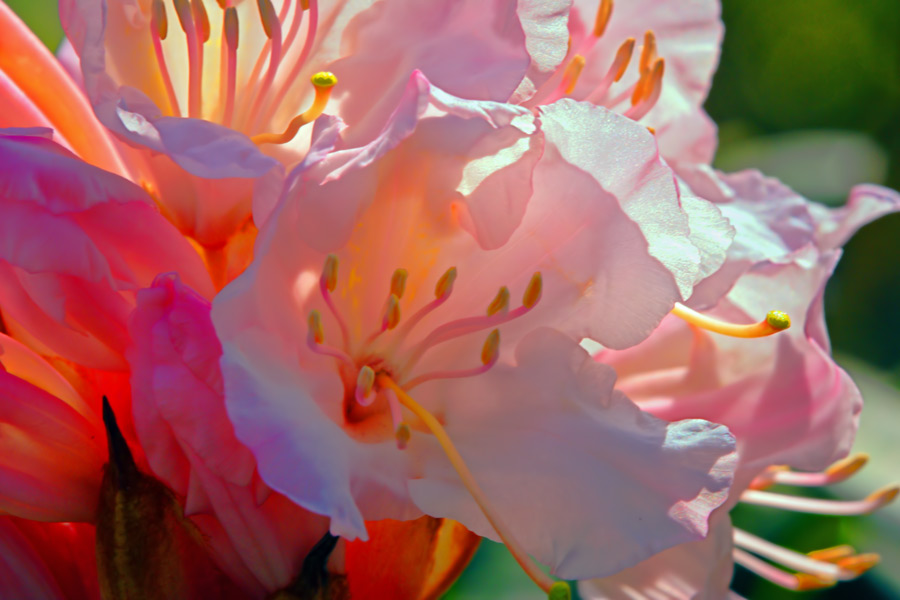 pink-flowers.jpg