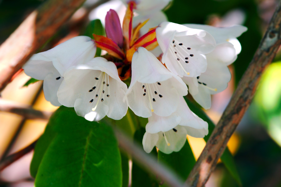 white-flowers.jpg